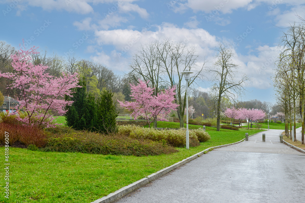 View of city park with blossoming trees