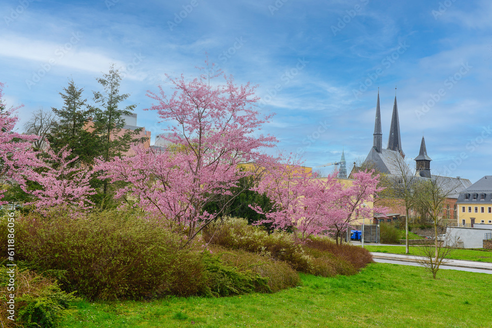 View of city street with blossoming trees