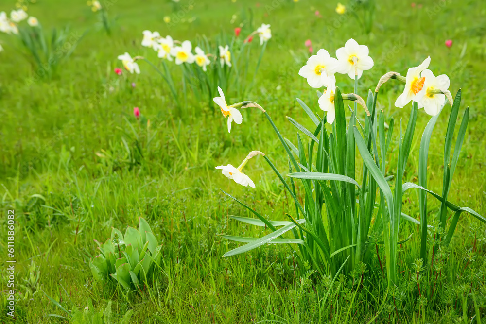 Blossoming daffodil flowers on spring day, closeup