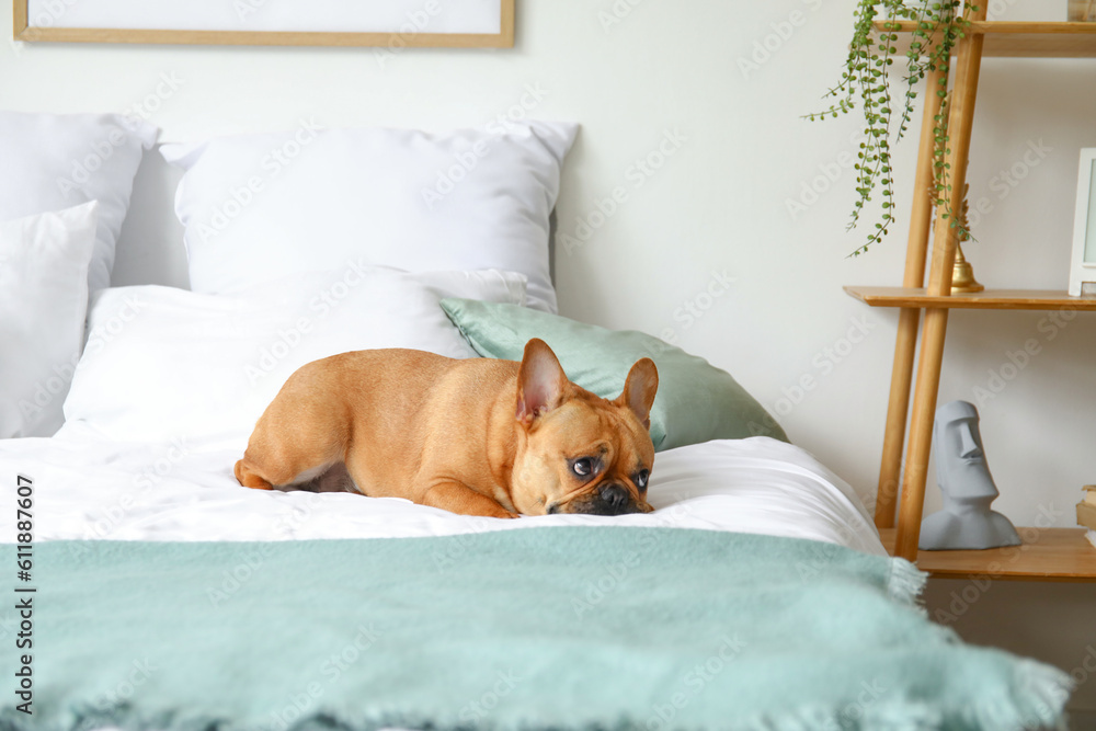 Cute French bulldog lying on bed at home