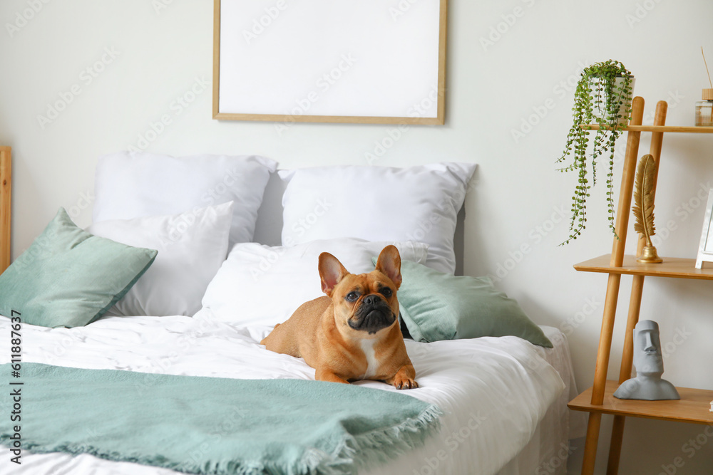 Cute French bulldog lying on bed at home