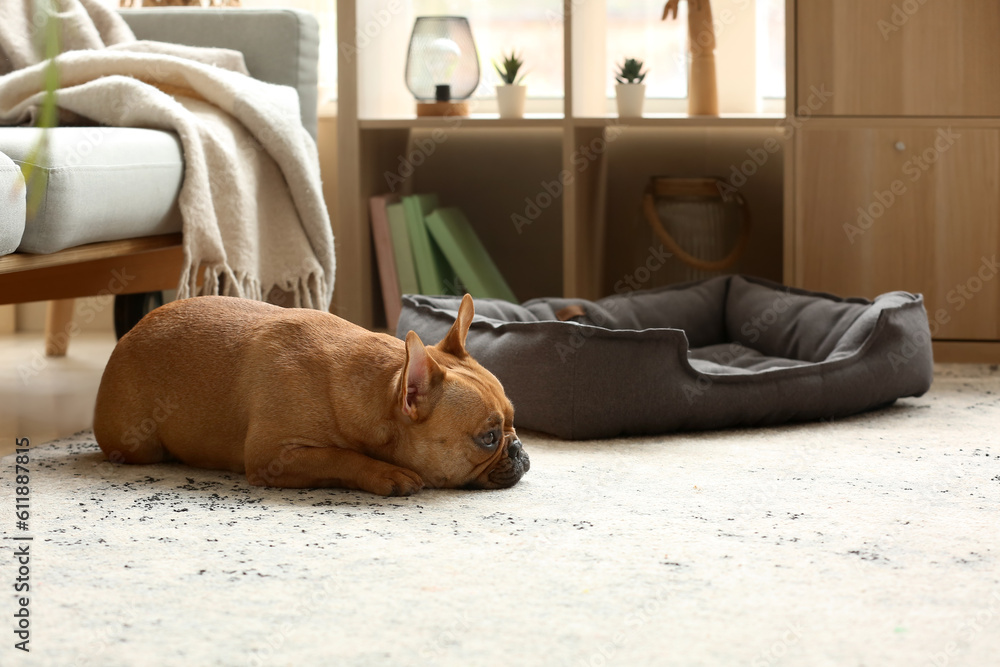 Cute French bulldog lying on carpet at home