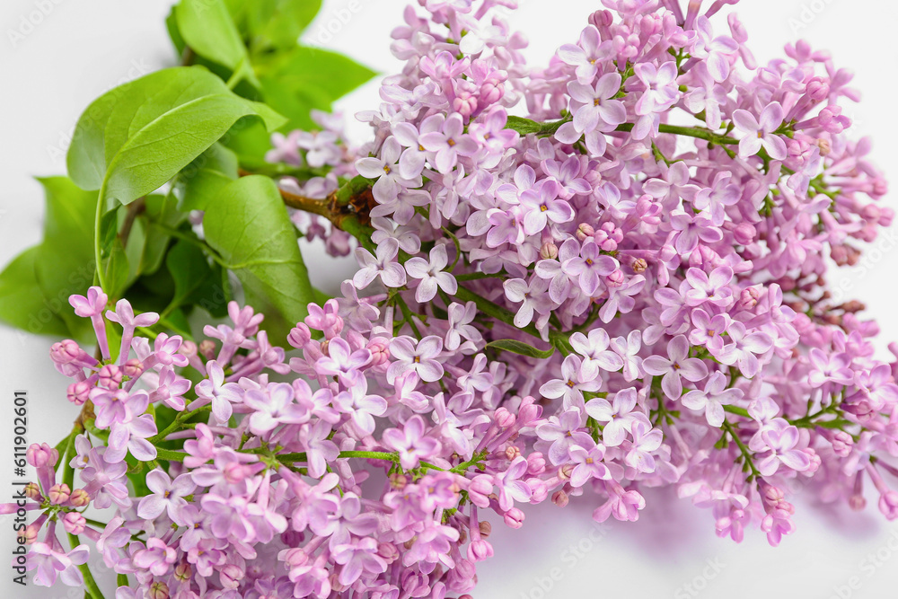 Blooming lilac twig on white background