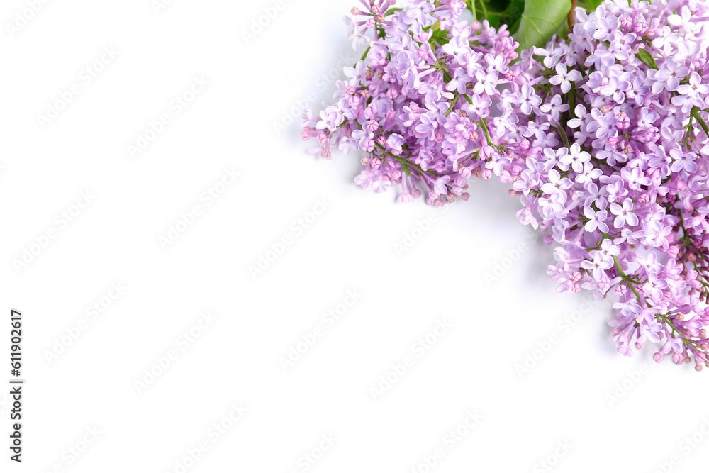 Blooming lilac twig on white background