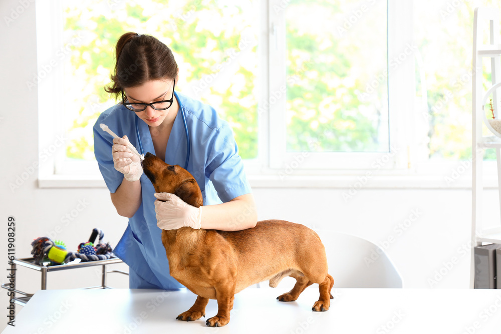 Female veterinarian brushing teeth of dachshund dog in clinic