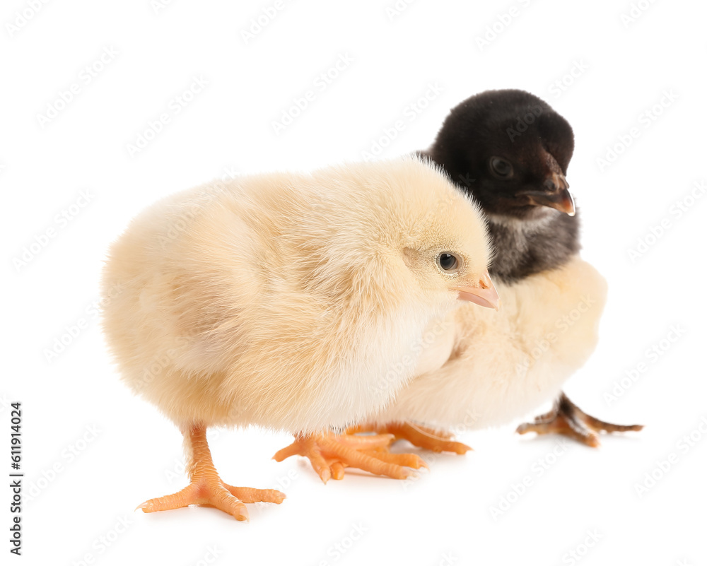 Cute little chicks on white background