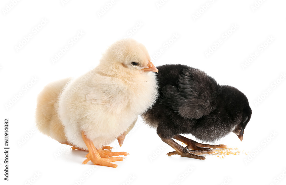 Cute little chicks on white background