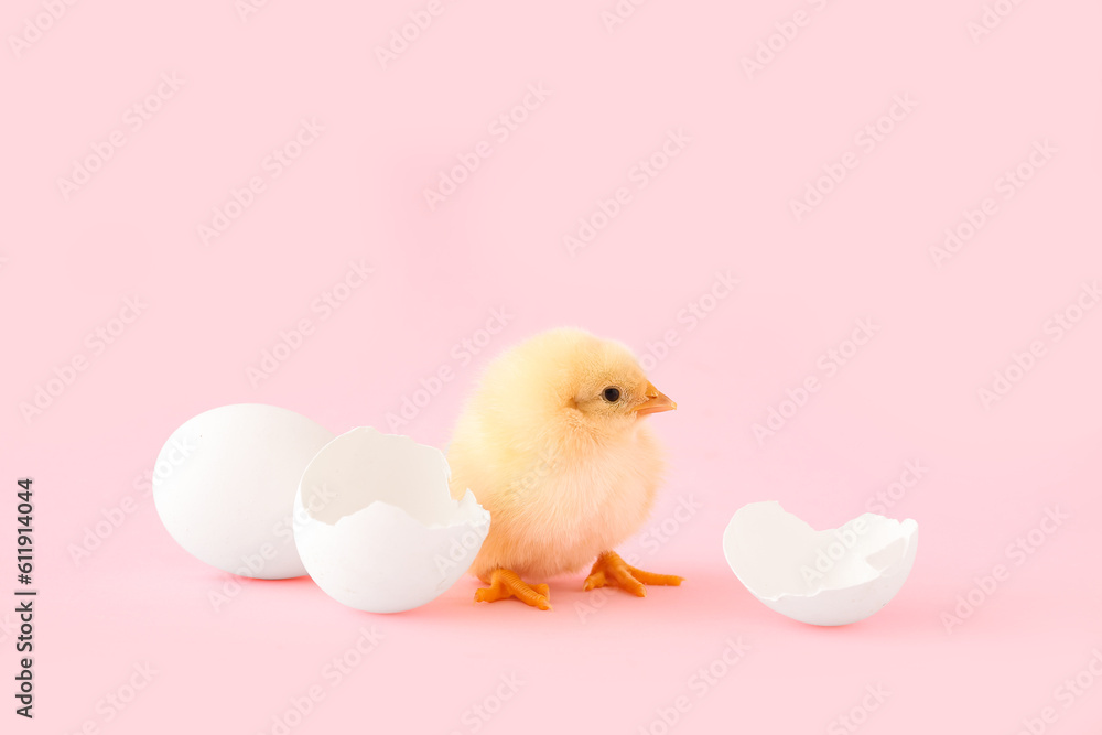 Cute little chick with egg shell on pink background