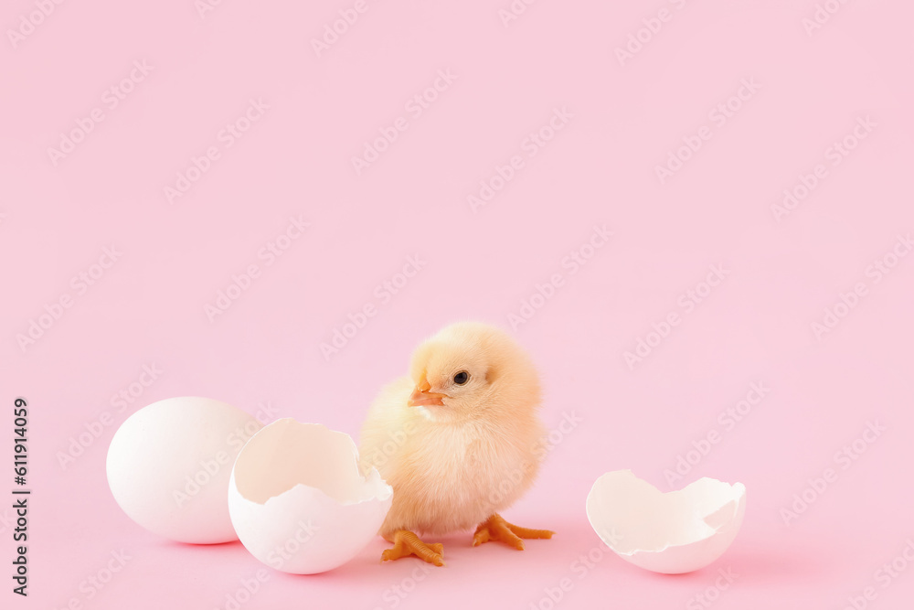 Cute little chick with egg shell on pink background