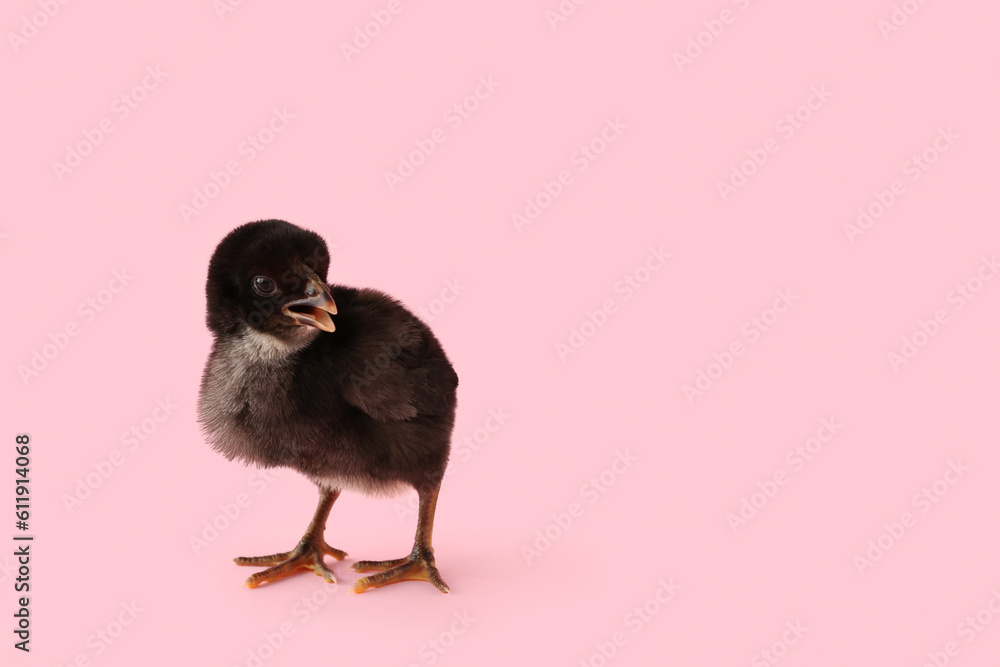 Cute little chick on pink background