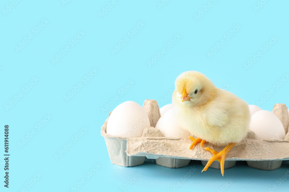 Cute little chick with eggs on blue background