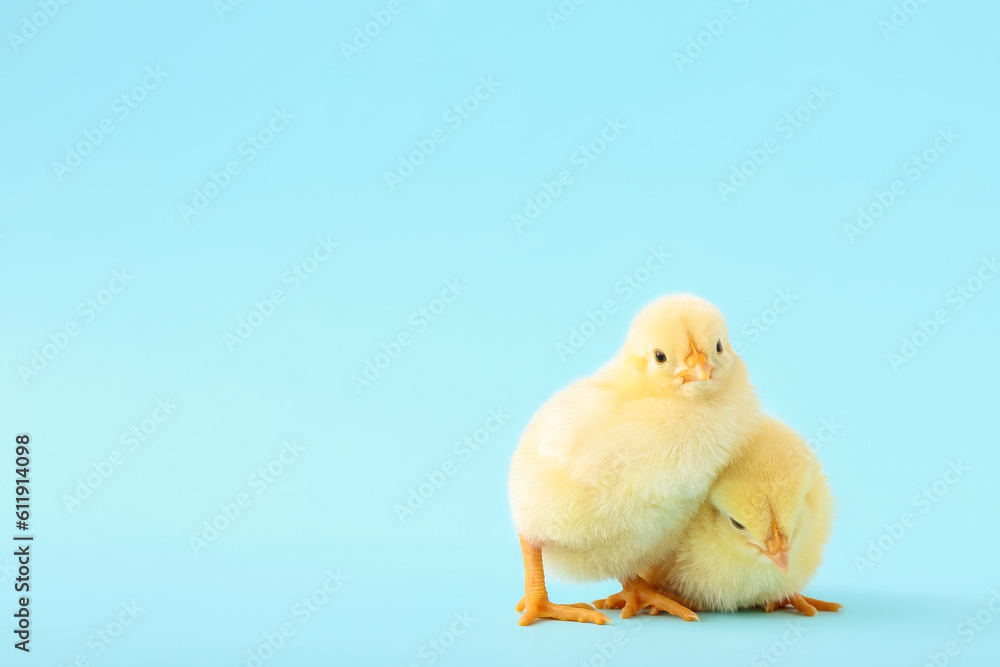 Cute little chicks on blue background