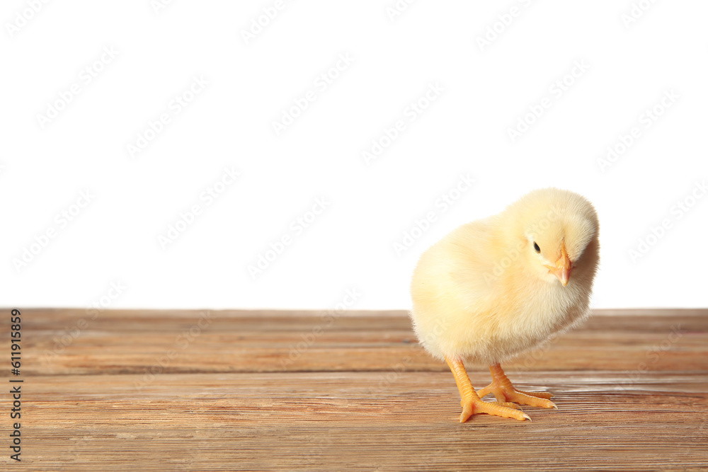 Cute little chick on wooden table against white background