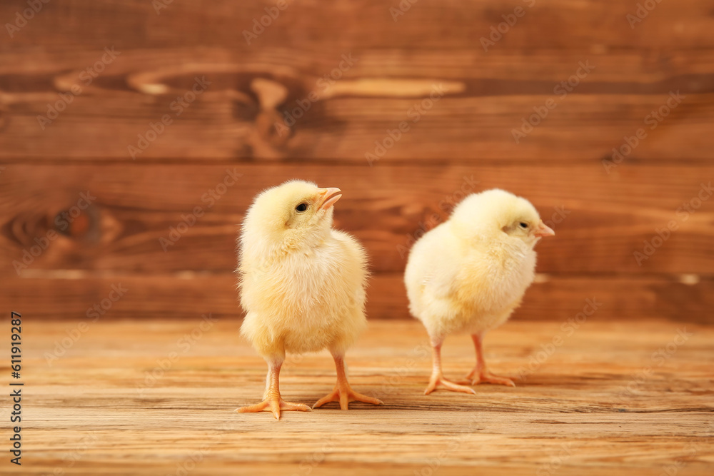 Cute little chicks on wooden background