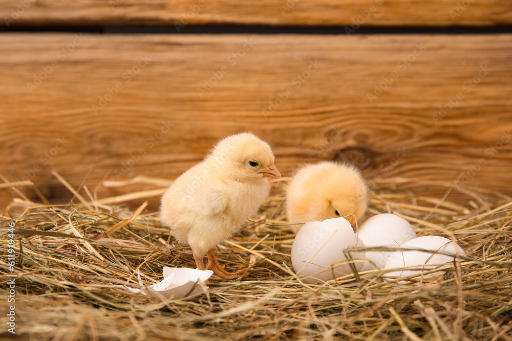 Nest with cute little chicks and egg shell on wooden background