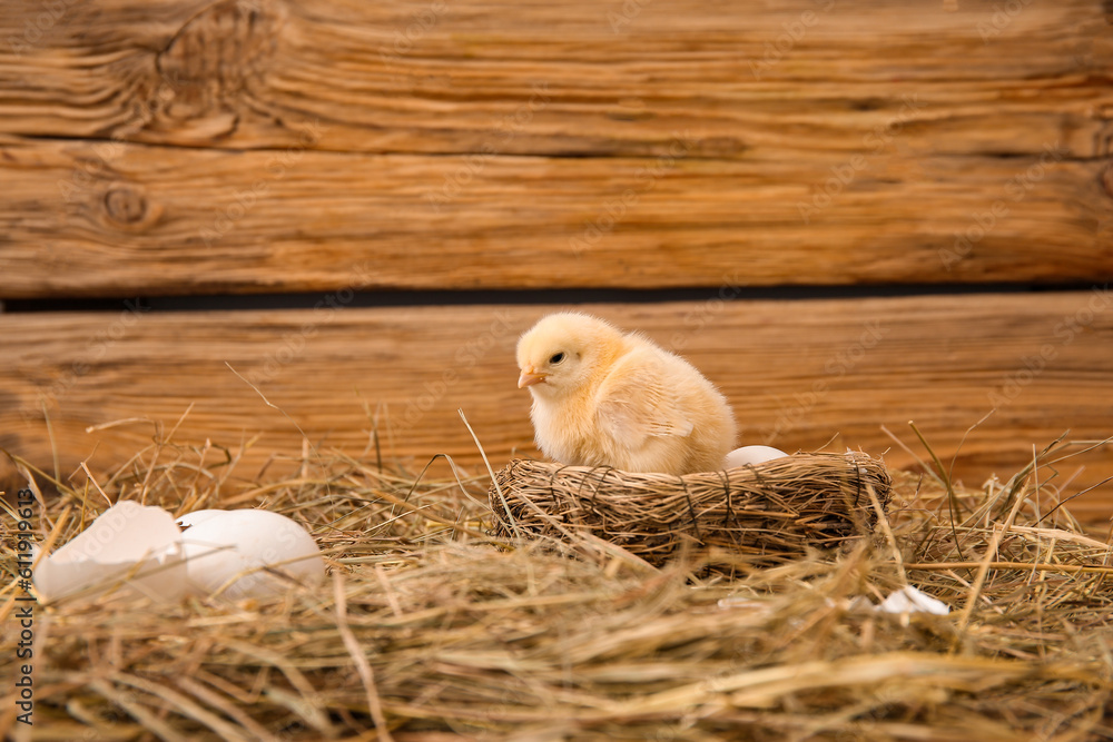 Nest with cute little chick and eggs on wooden background