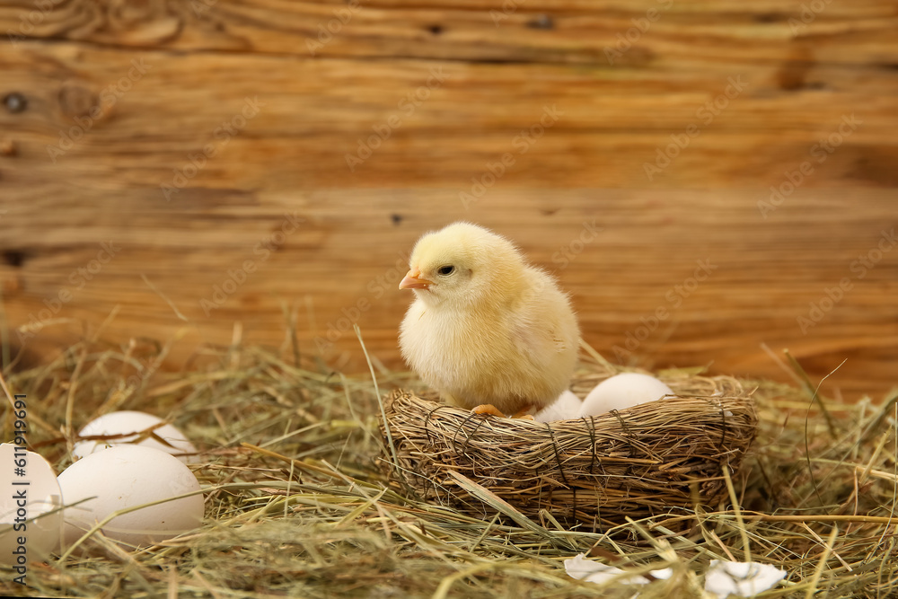 Nest with cute little chick and eggs on wooden background