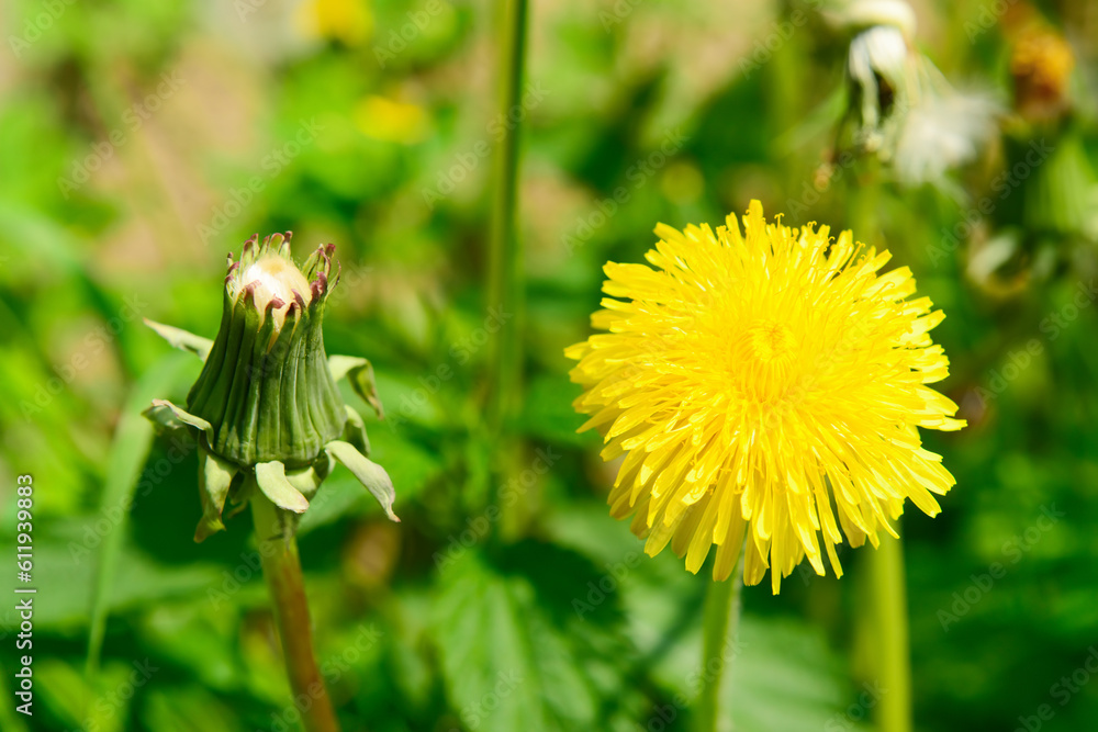 Yellow dandelion flower in park, closeup