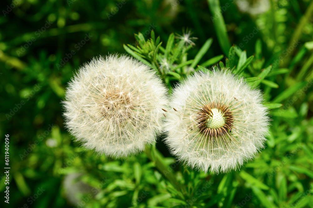 White dandelion flowers on sunny day, closeup