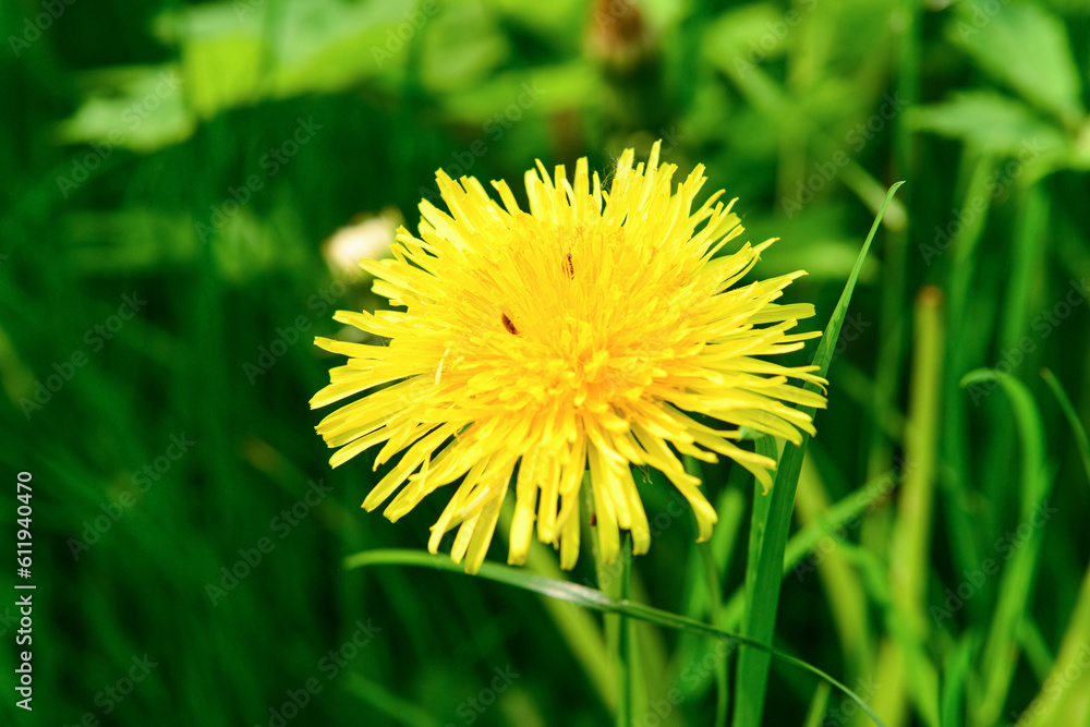 Beautiful yellow dandelion in green grass outdoors, closeup