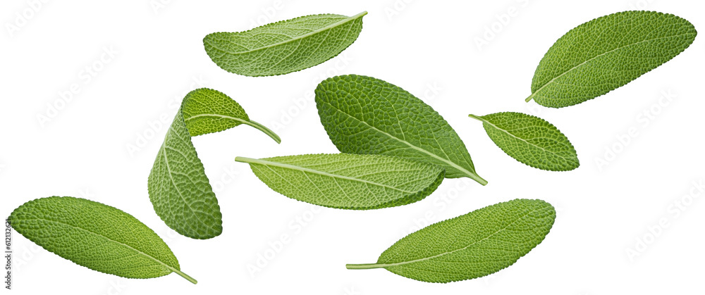 Falling sage leaves isolated on white background, full depth of field