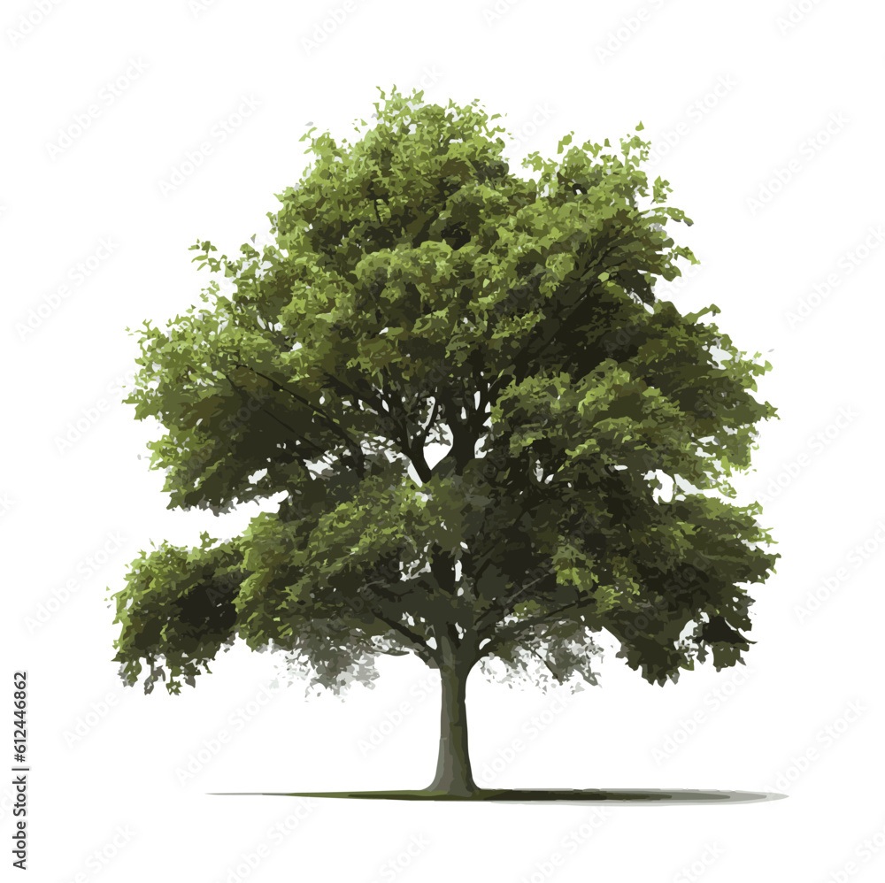 tree isolated