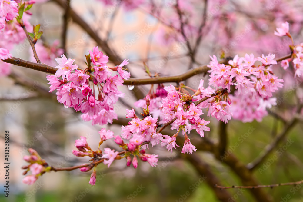 Blossoming branches on spring day, closeup