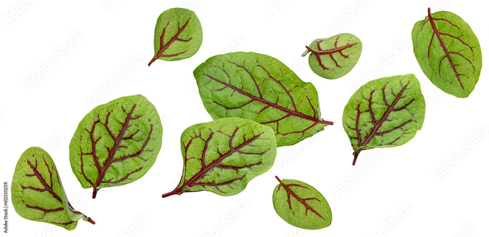 Fresh green chard leaves or mangold salad leaves isolated on white background