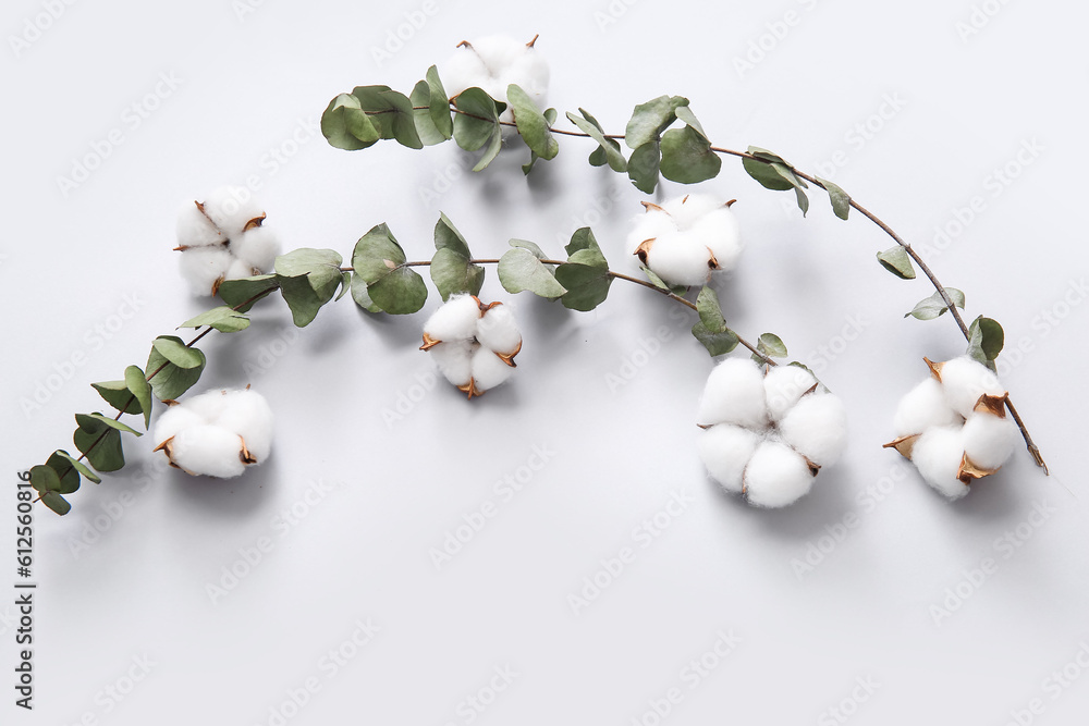 Cotton flowers and eucalyptus on white background