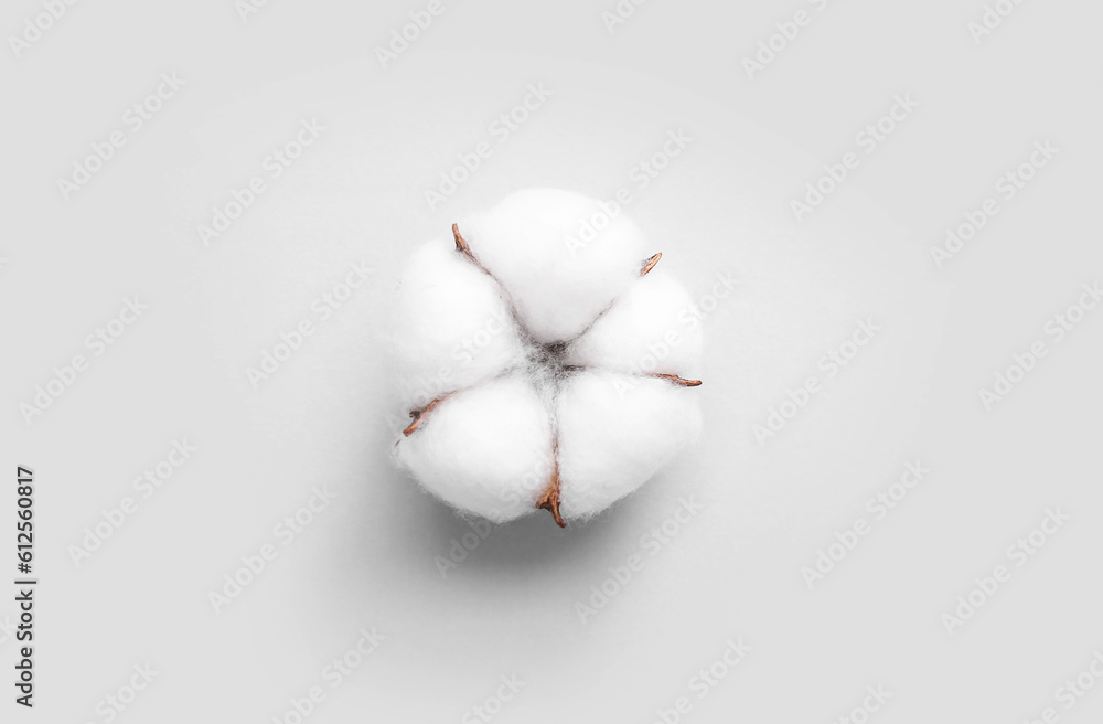 Cotton flower on white background