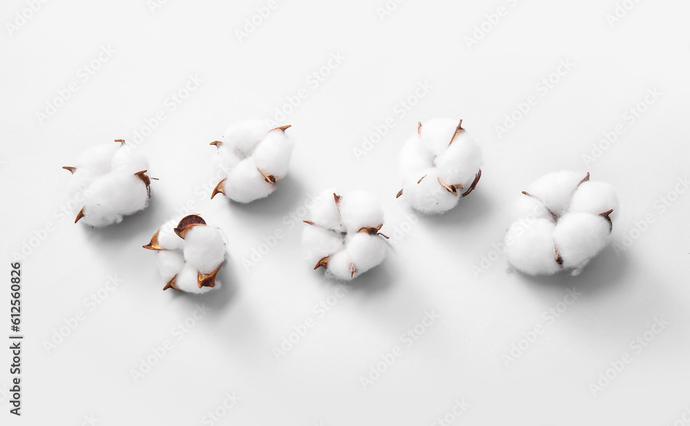 Cotton flowers on white background