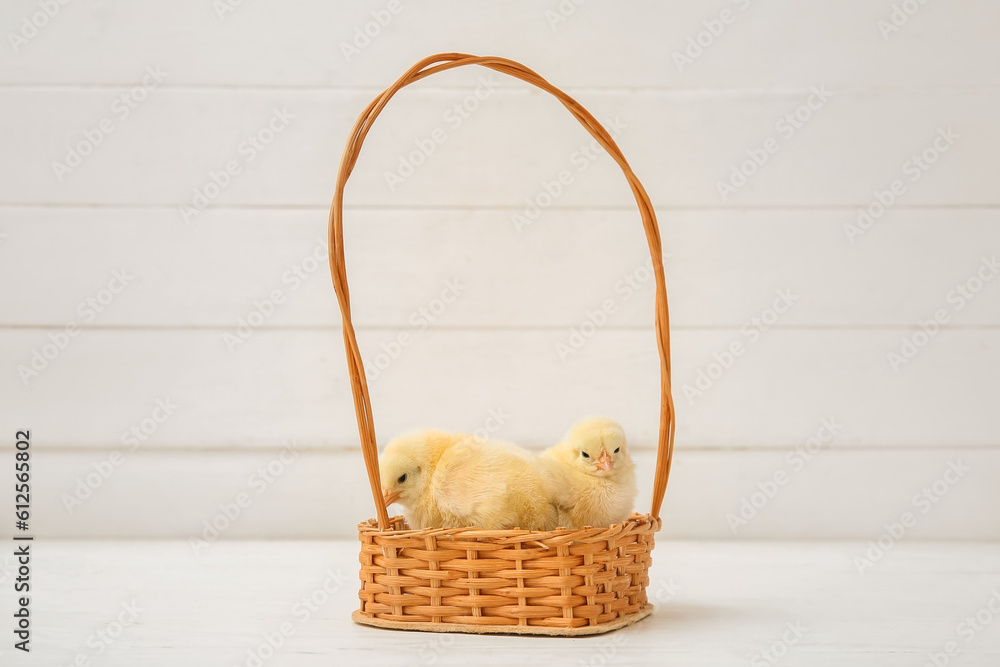 Wicker basket with cute little chicks on white table