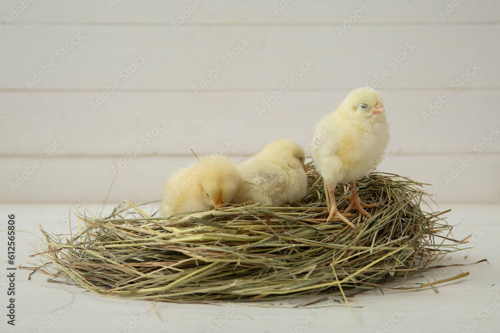 Nest with cute little chicks on white table