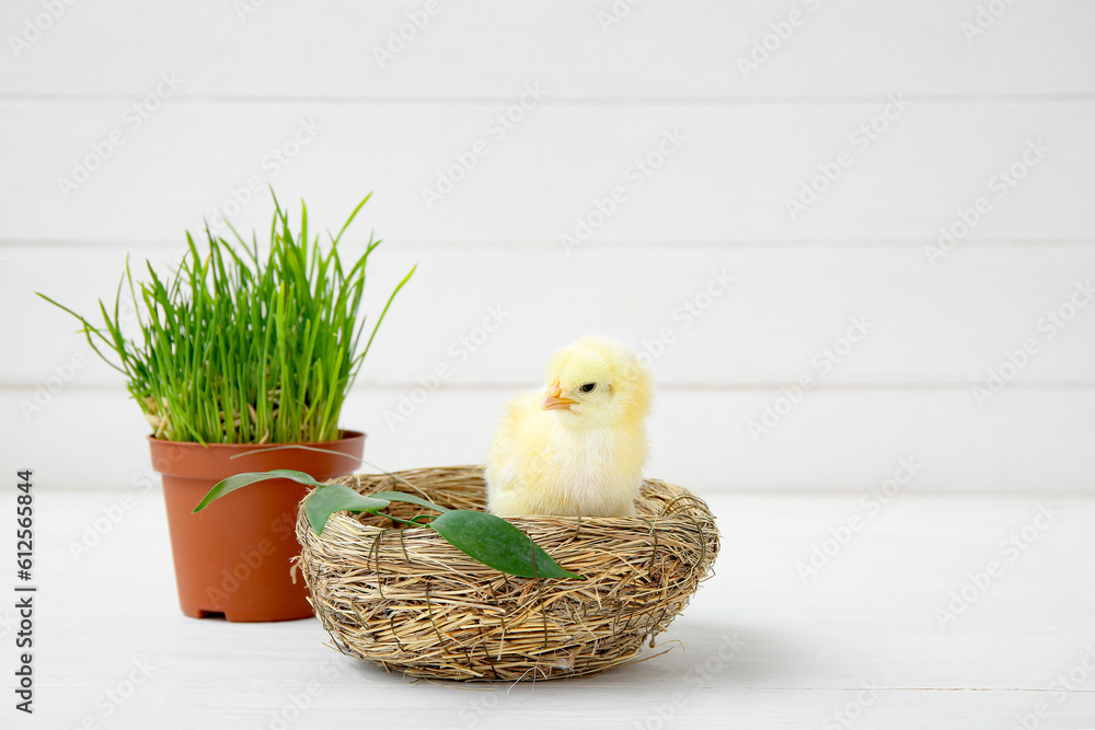 Nest with cute little chick and grass in pot on white table