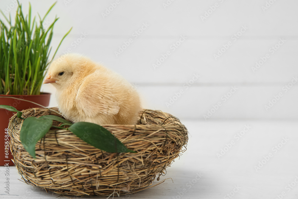 Nest with cute little chick and grass in pot on white table