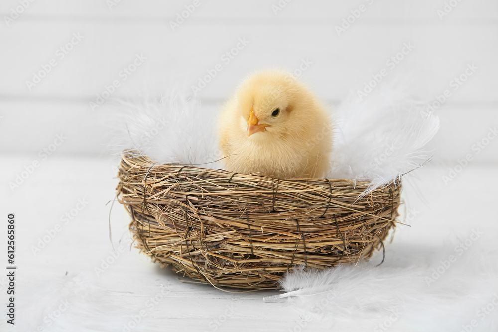 Nest with cute little chick and feathers on white table