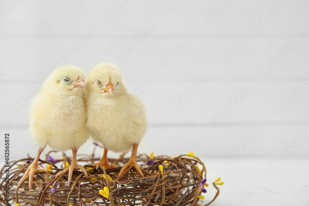 Nest with cute little chicks on white background