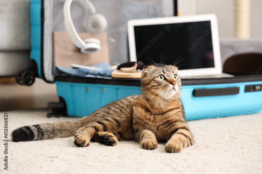 Scottish fold cat lying near suitcase at home