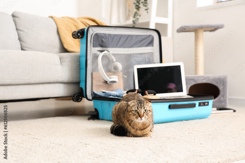 Scottish fold cat lying near suitcase at home