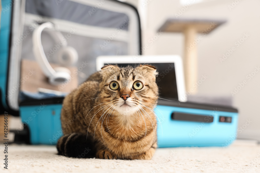 Scottish fold cat lying near suitcase at home, closeup