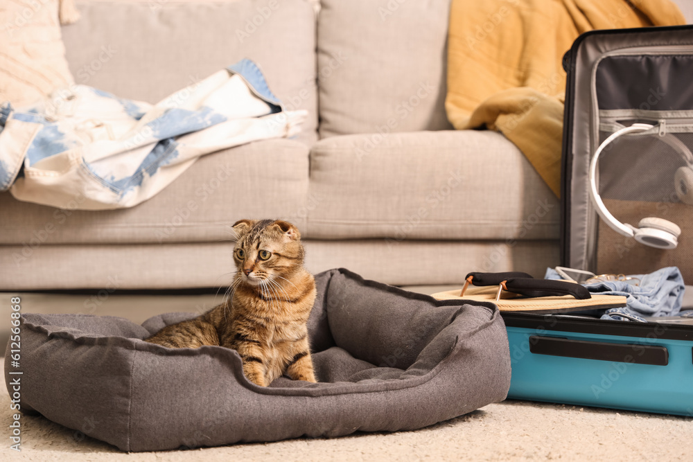 Scottish fold cat in pet bed at home