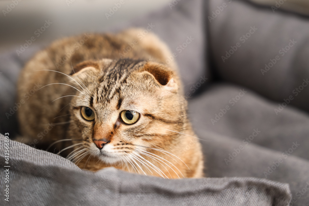 Scottish fold cat in pet bed at home, closeup