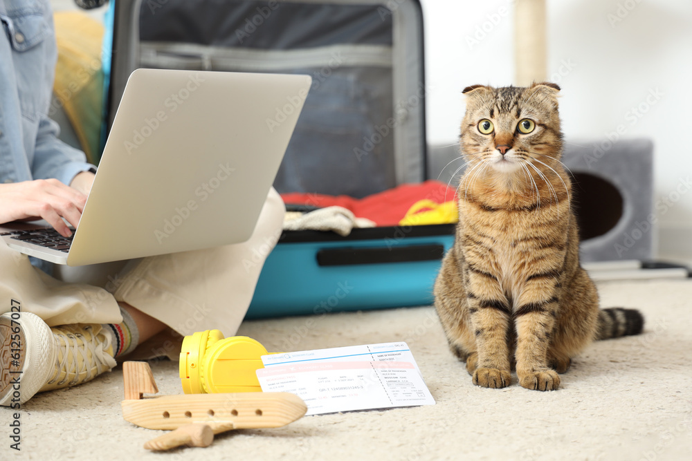 Scottish fold cat with travelling accessories and owner at home