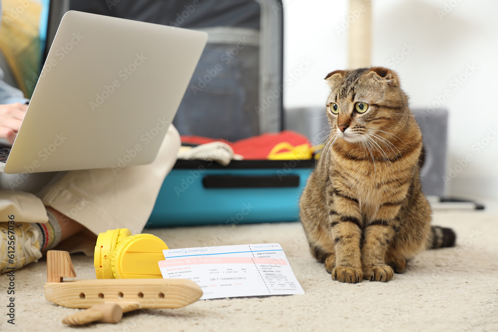 Scottish fold cat with travelling accessories and owner at home