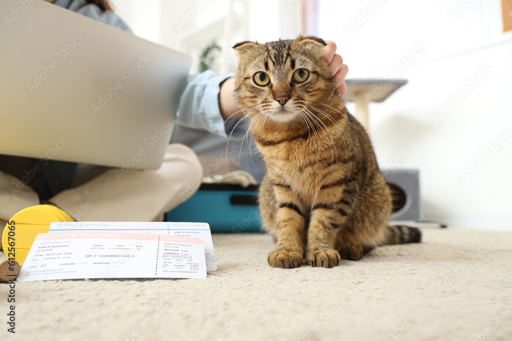 Scottish fold cat with owner and travelling accessories at home