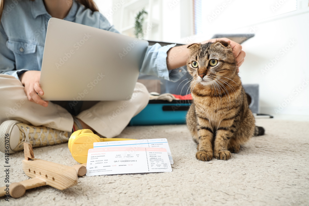 Scottish fold cat with owner and travelling accessories at home