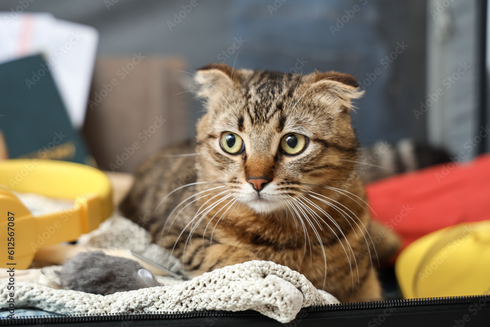 Scottish fold cat in suitcase at home, closeup