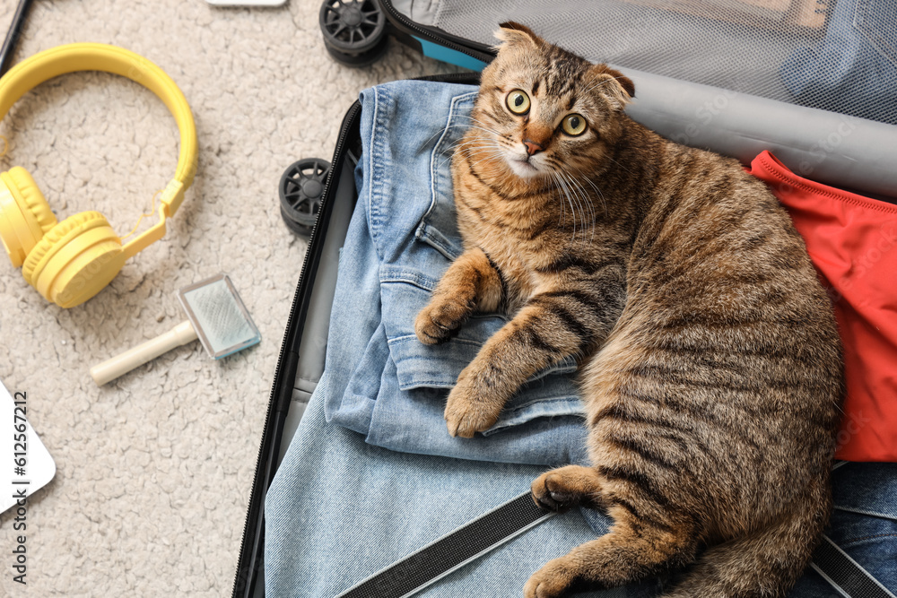 Scottish fold cat in suitcase on beige carpet, top view