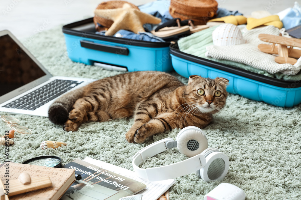 Scottish fold cat with laptop and suitcase on green carpet