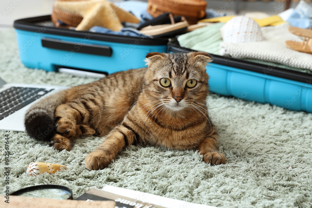 Scottish fold cat with laptop and suitcase on green carpet, closeup